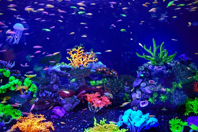 sea water with lttle fishes and plants